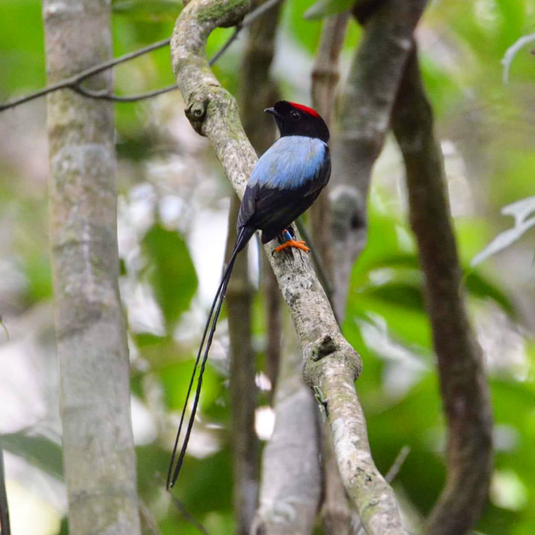 Long-Tailed Manakin