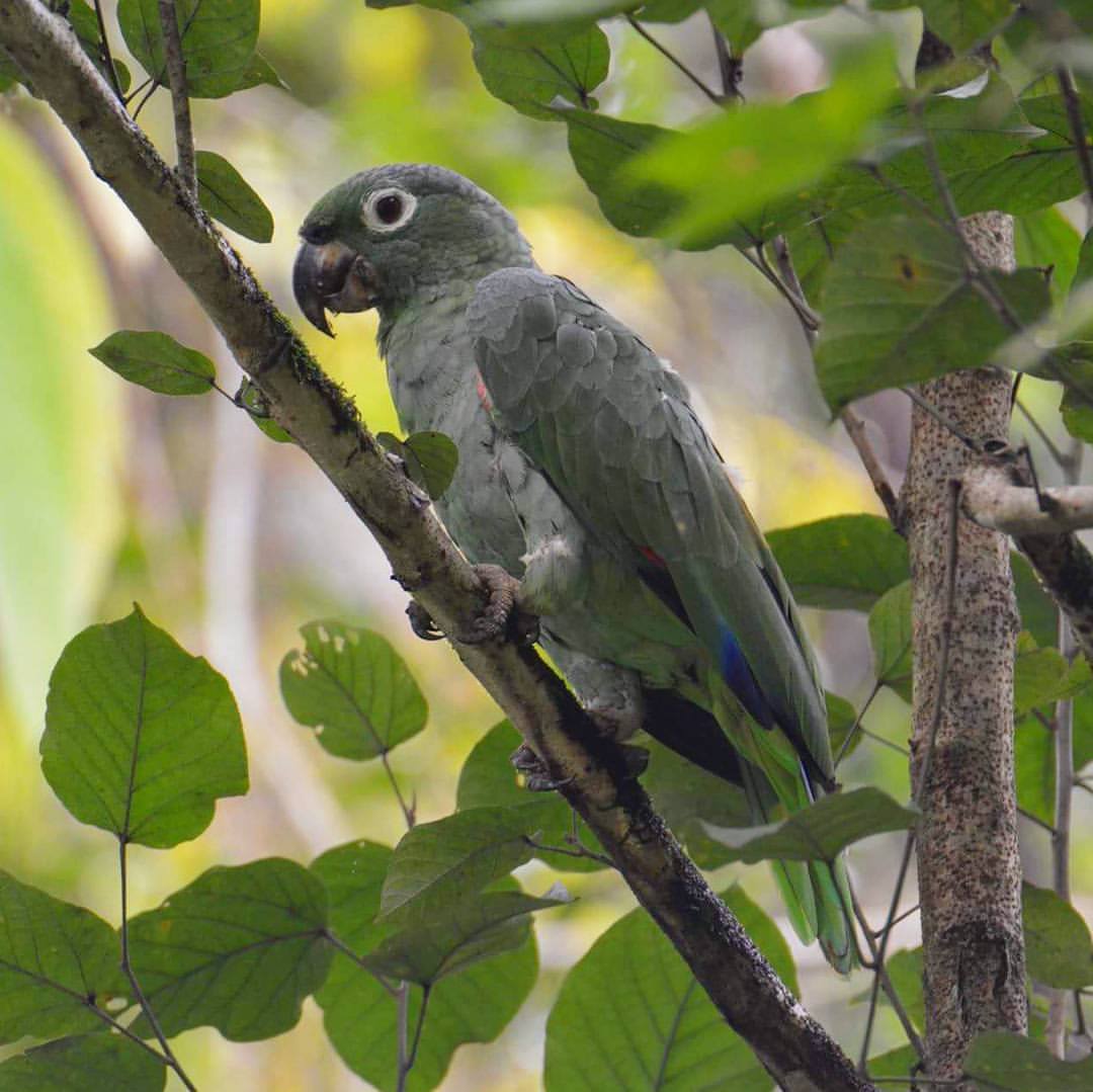 Mealy Parrot