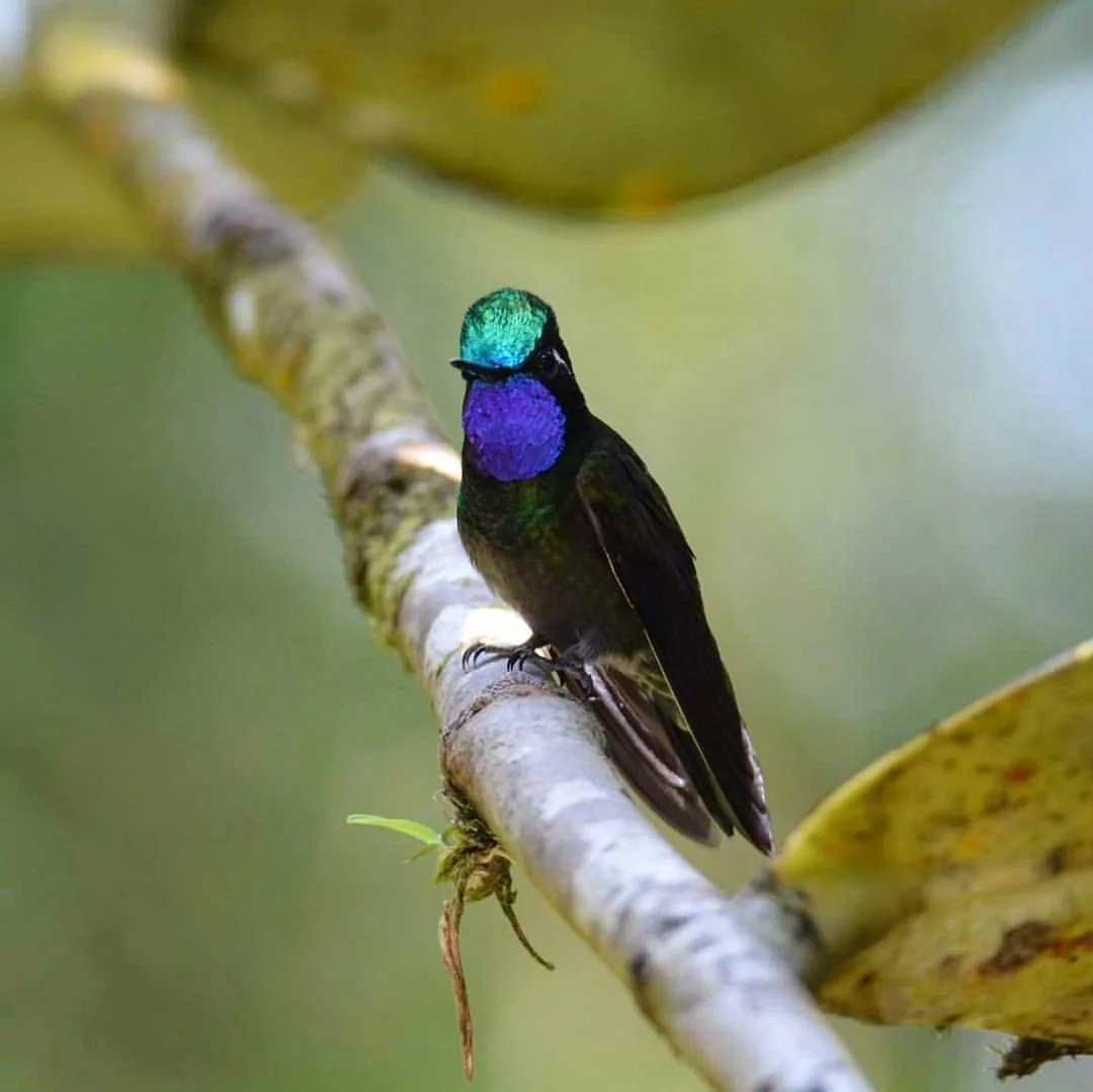 Purple-Throated Mountain-Gem