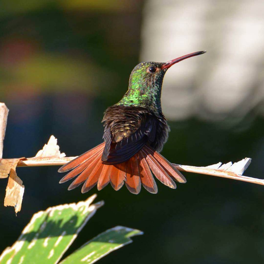 Rufous-Tailed Hummingbird