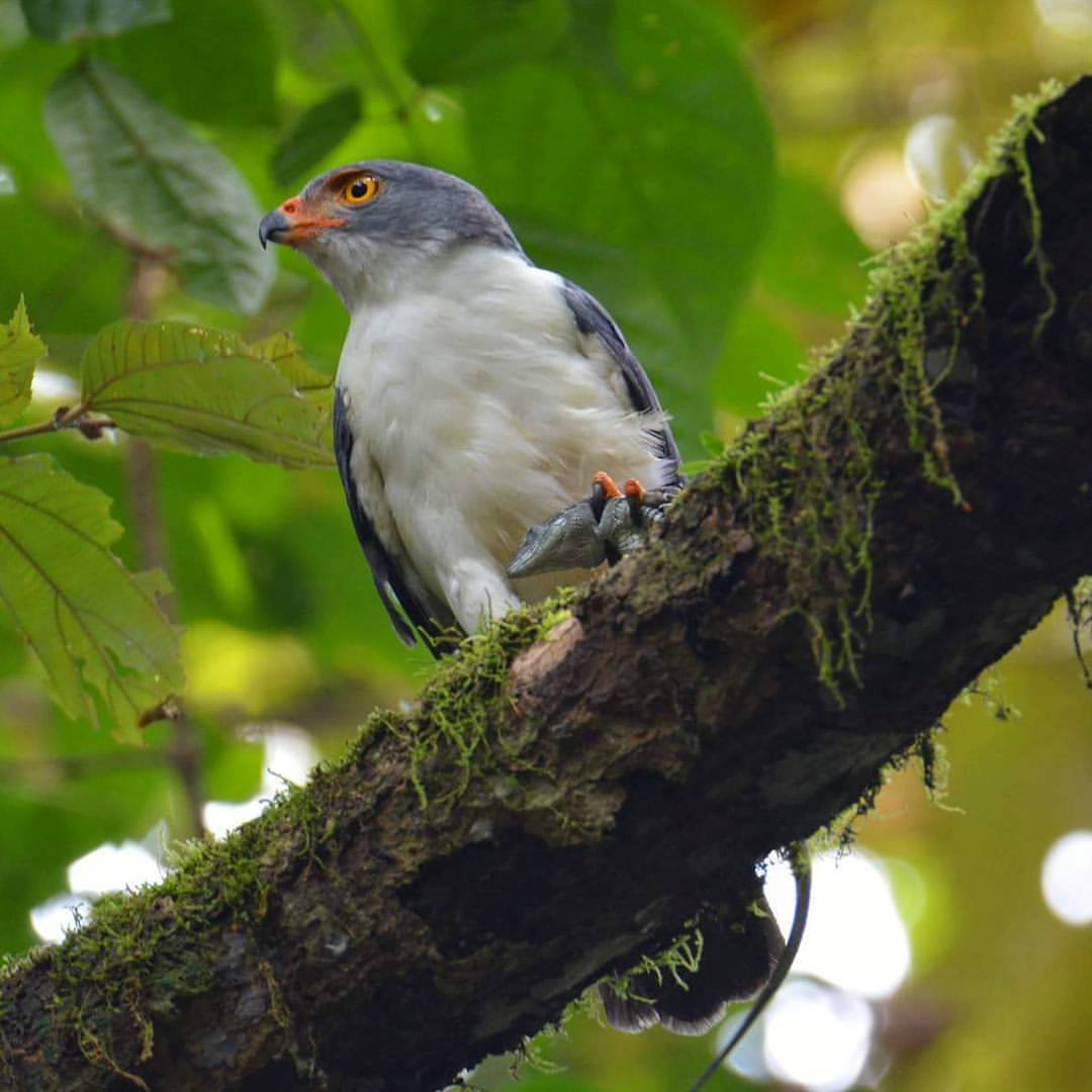 Semiplumbeous Hawk