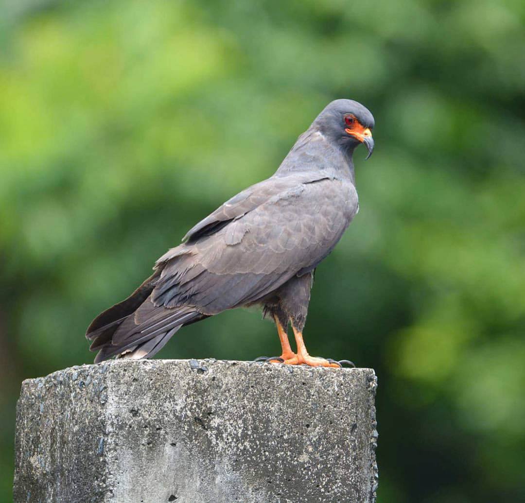 Snail Kite