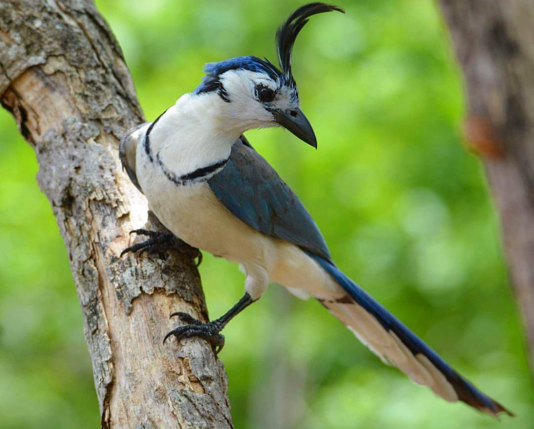 White-Throated Magpie-Jay