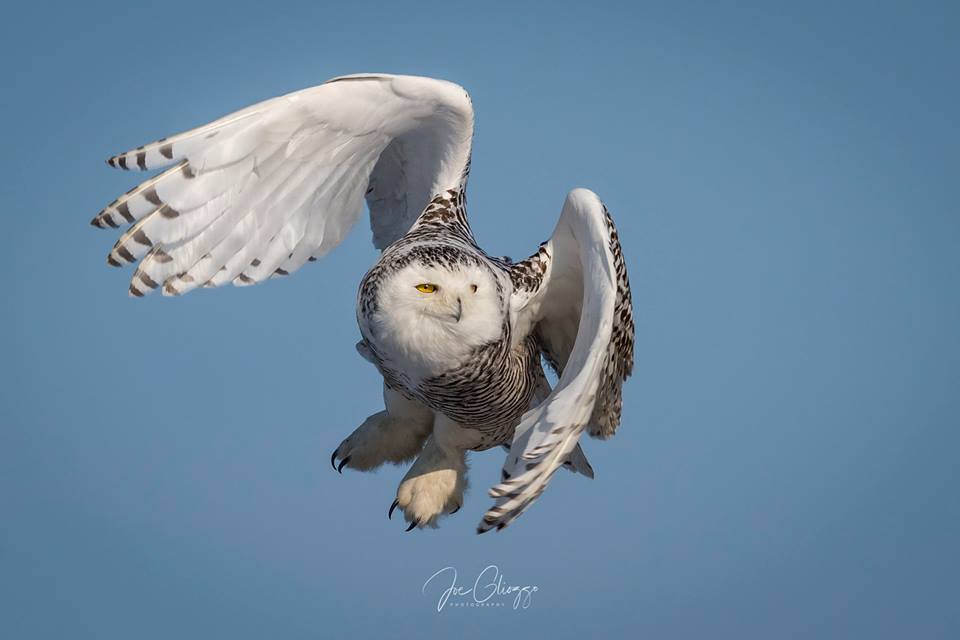 Snowy Owl