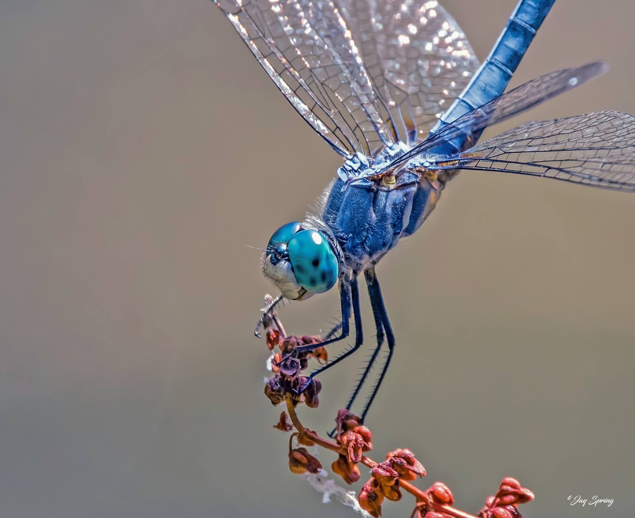 Blue Dasher Dragonfly