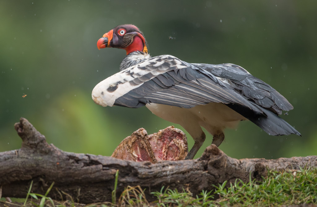 King Vulture