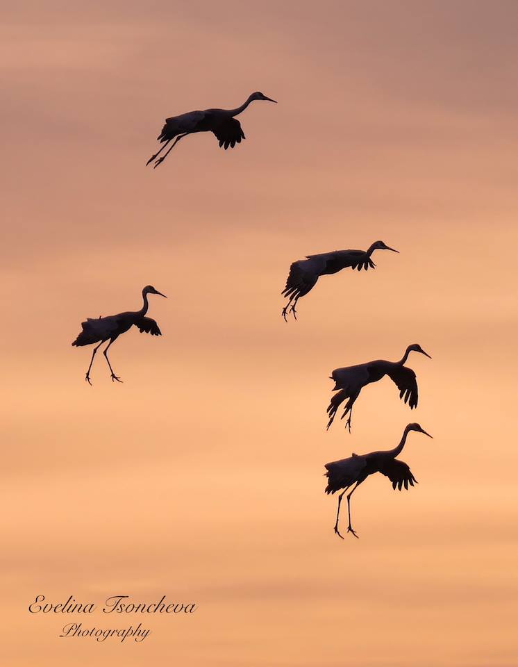 Sandhill Cranes