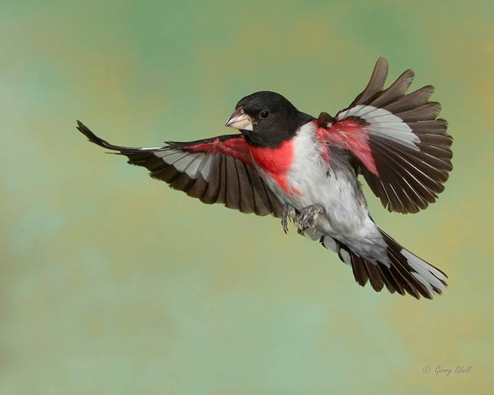 Rose-Breasted Grosbeak