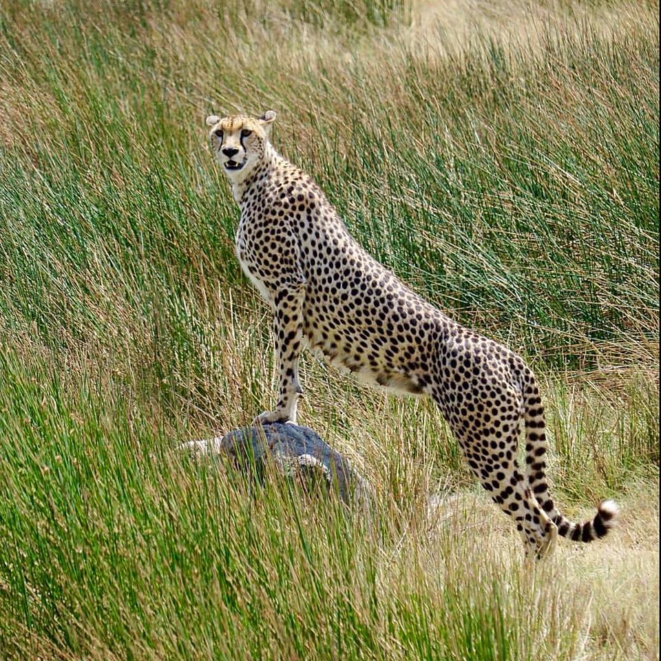 Cheetah