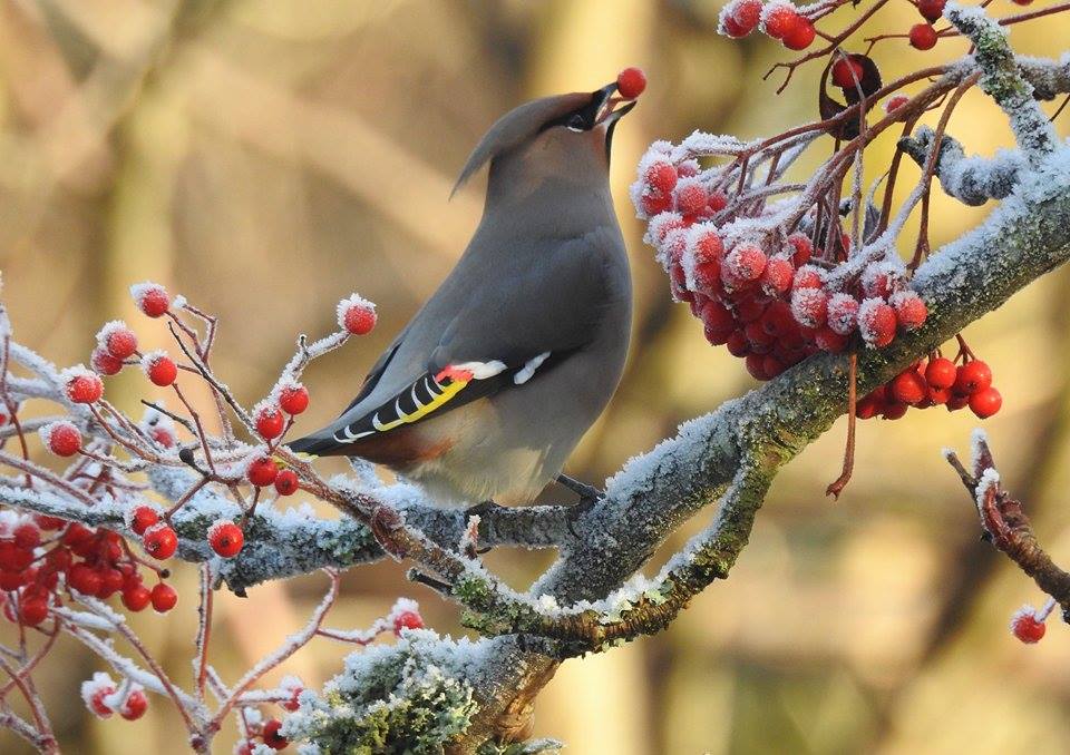 Bohemian Waxwing