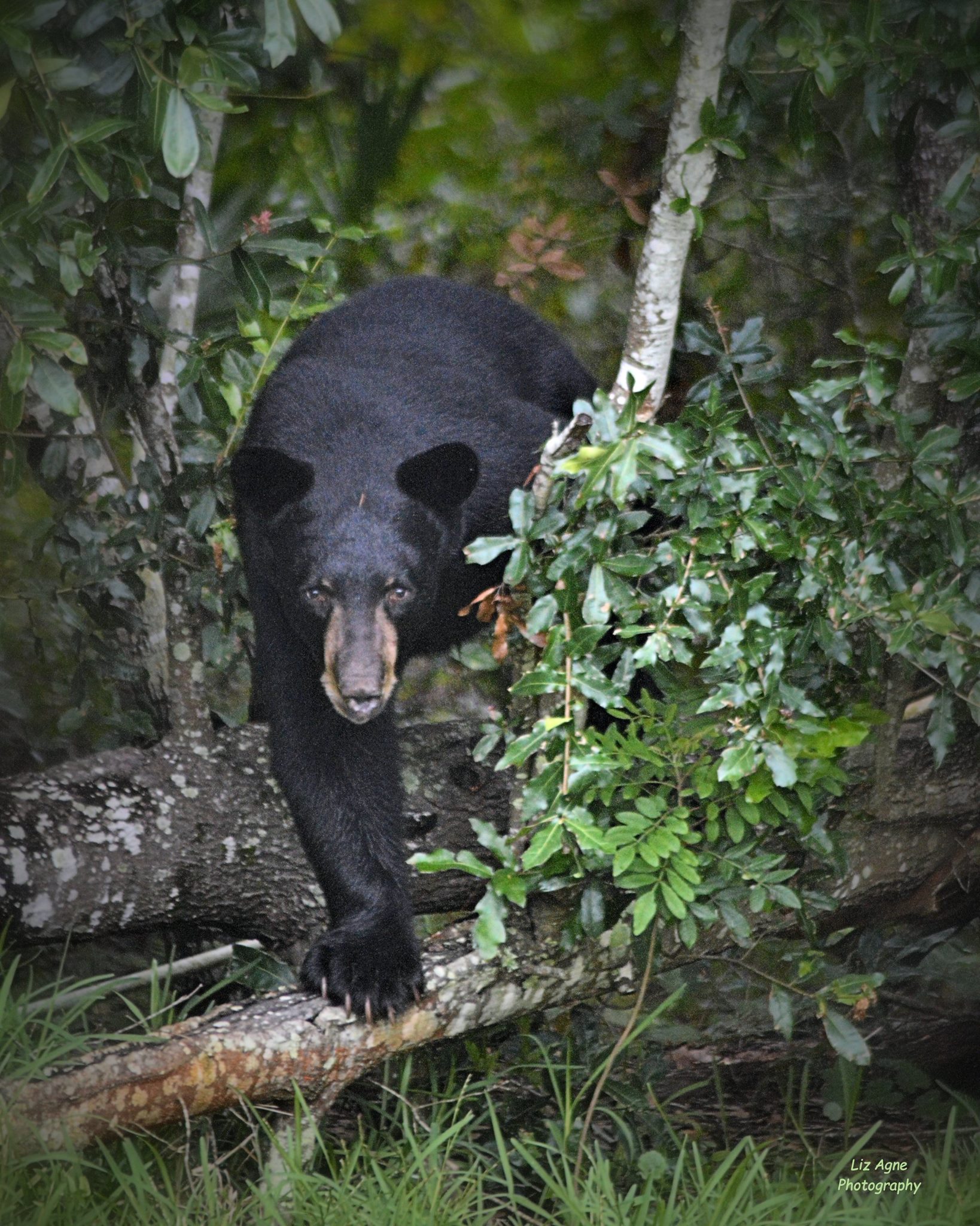 Black Bear