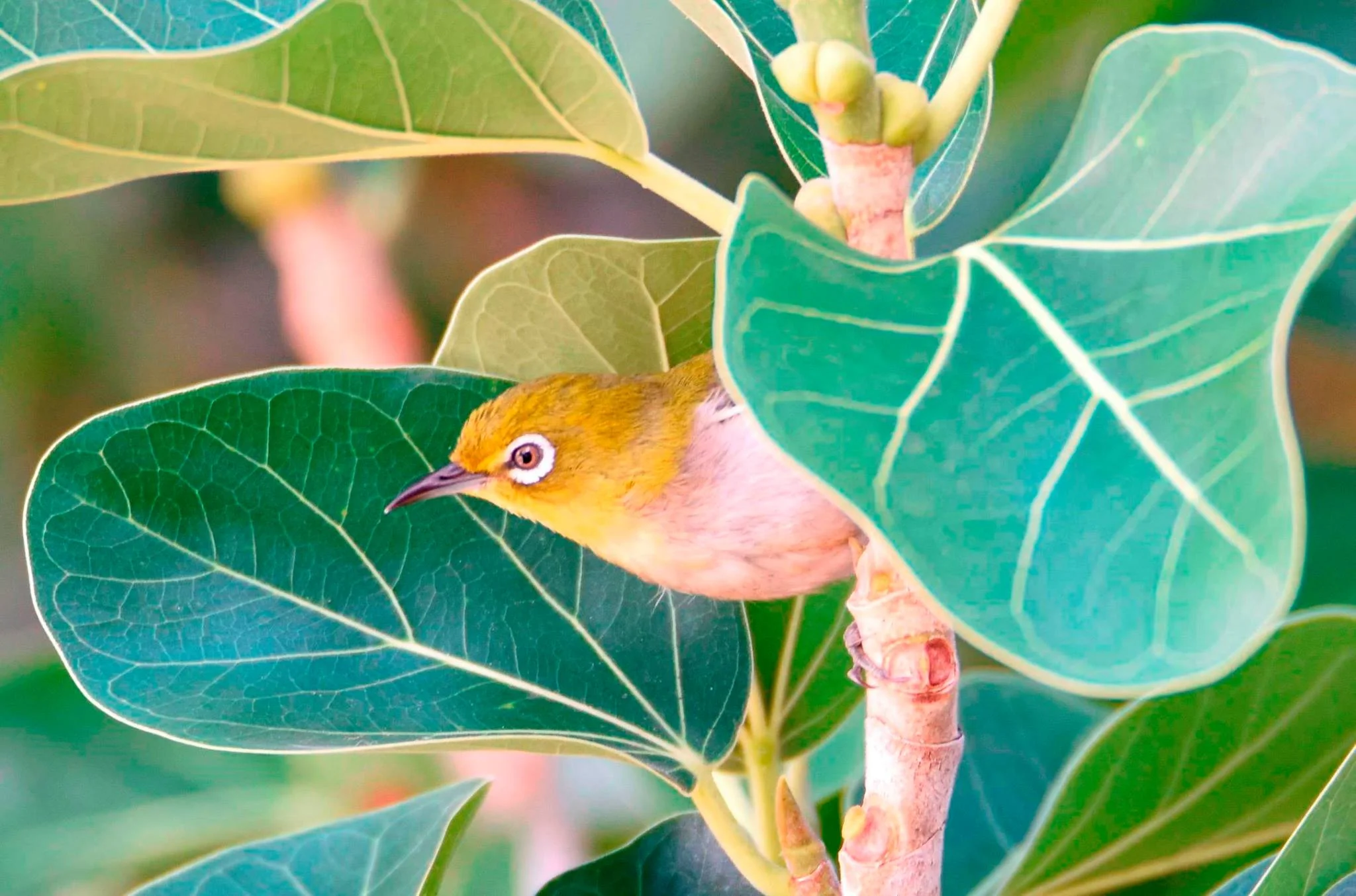 Japanese White-Eye