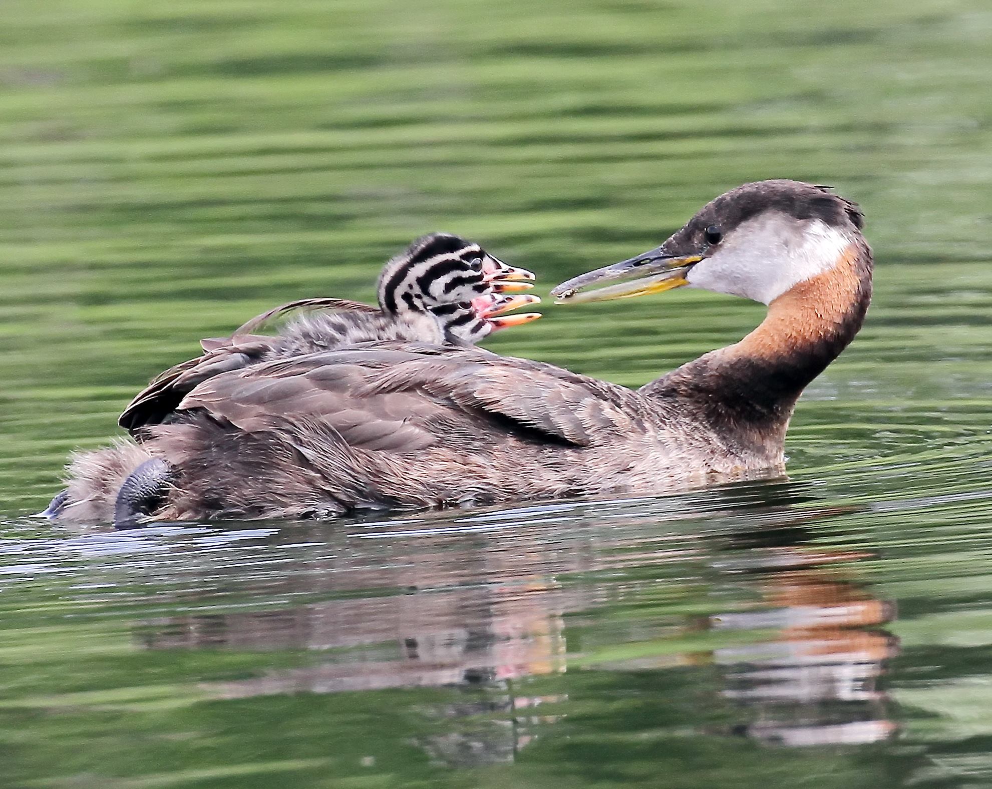 Red-Necked Grebes