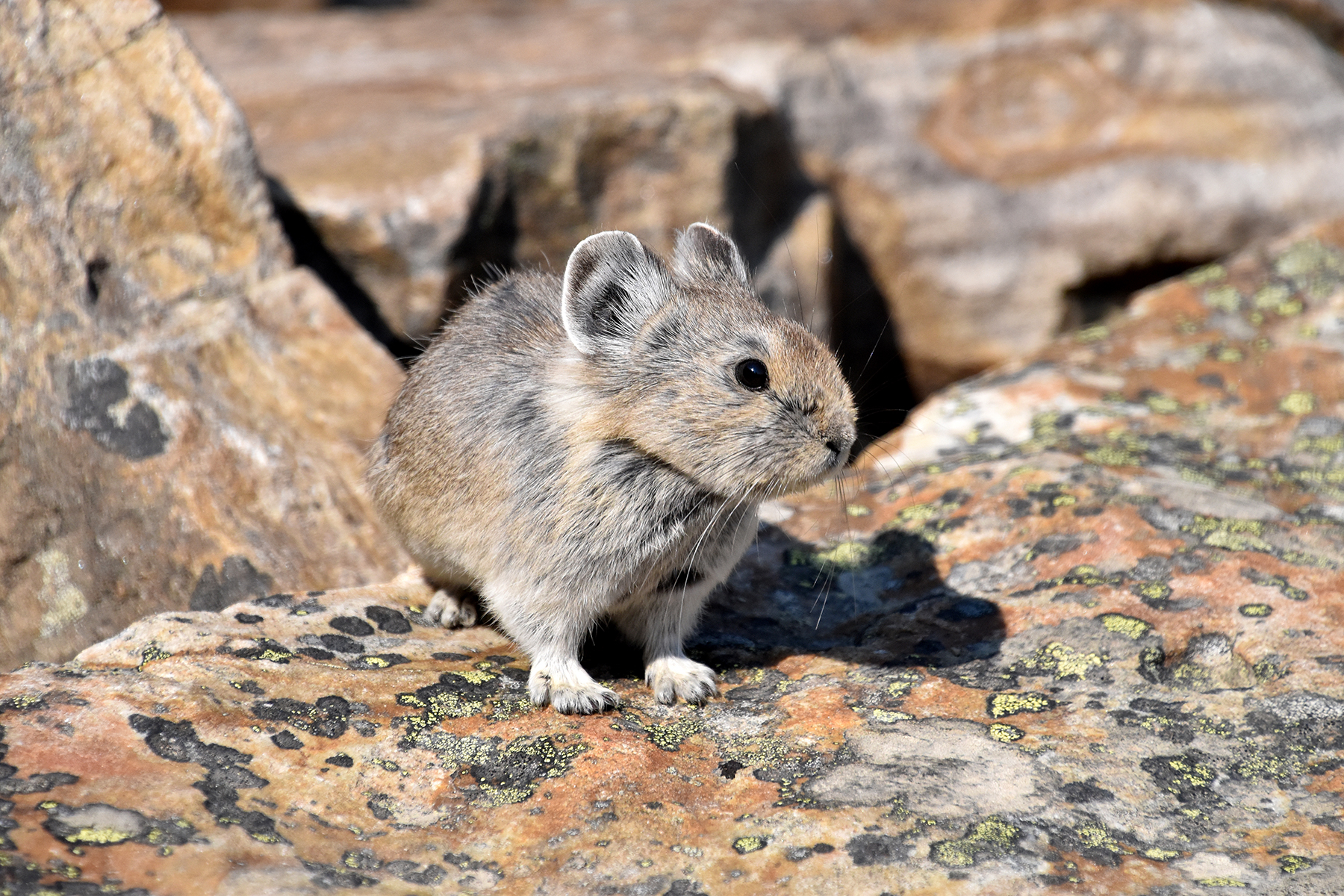 Pika