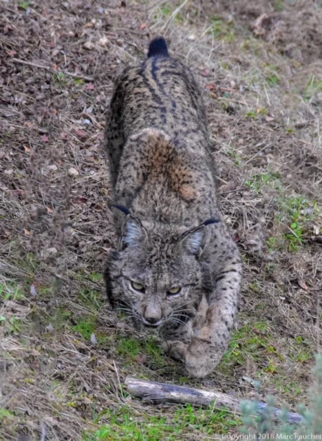Photo of Iberian lynx by Marc Faucher in the Sierra Andujar Mountains of Southwest Spain