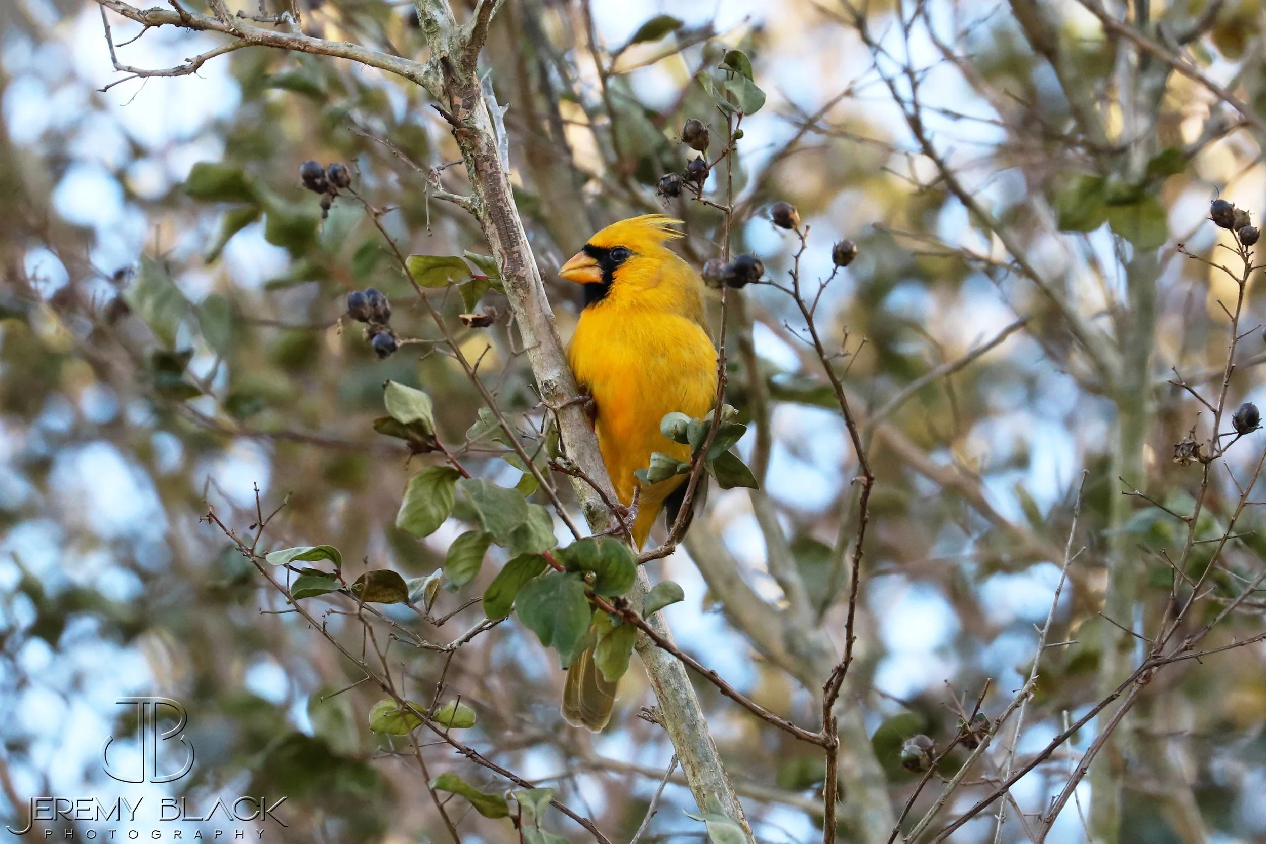 Photo shared with The Naturalist’s Notebook by Jeremy Black