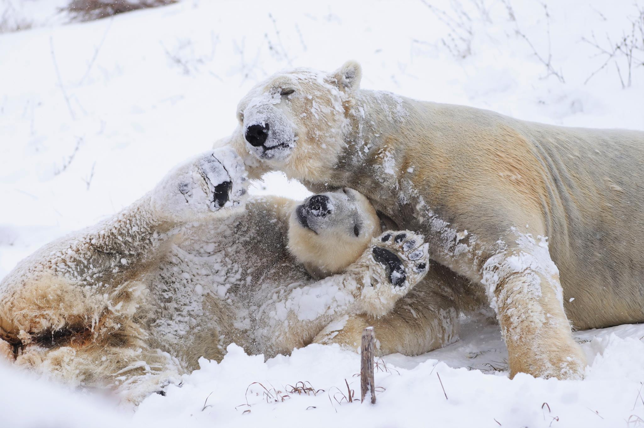 Polar Bears