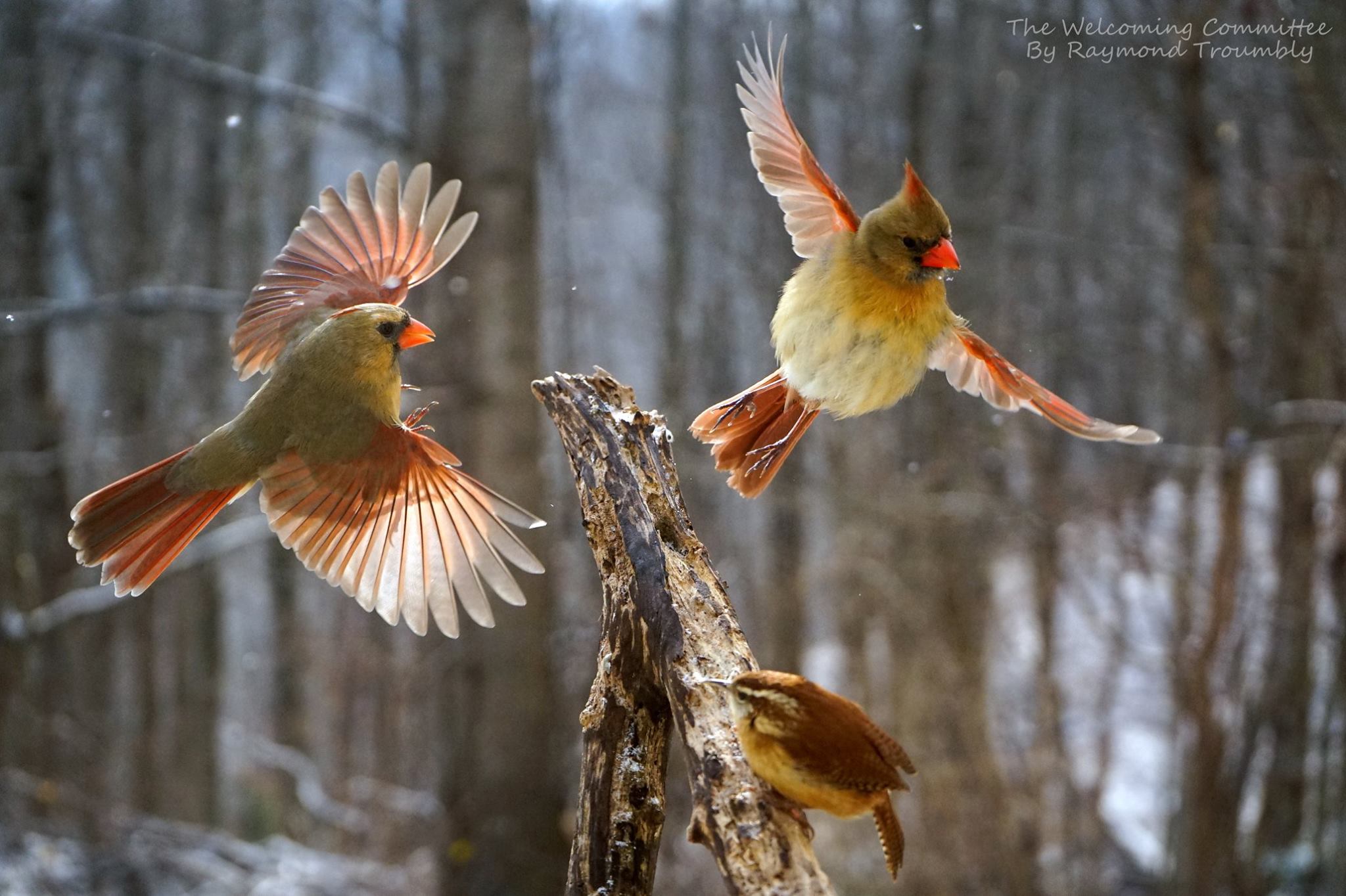 Cardinals and Carolina Wren