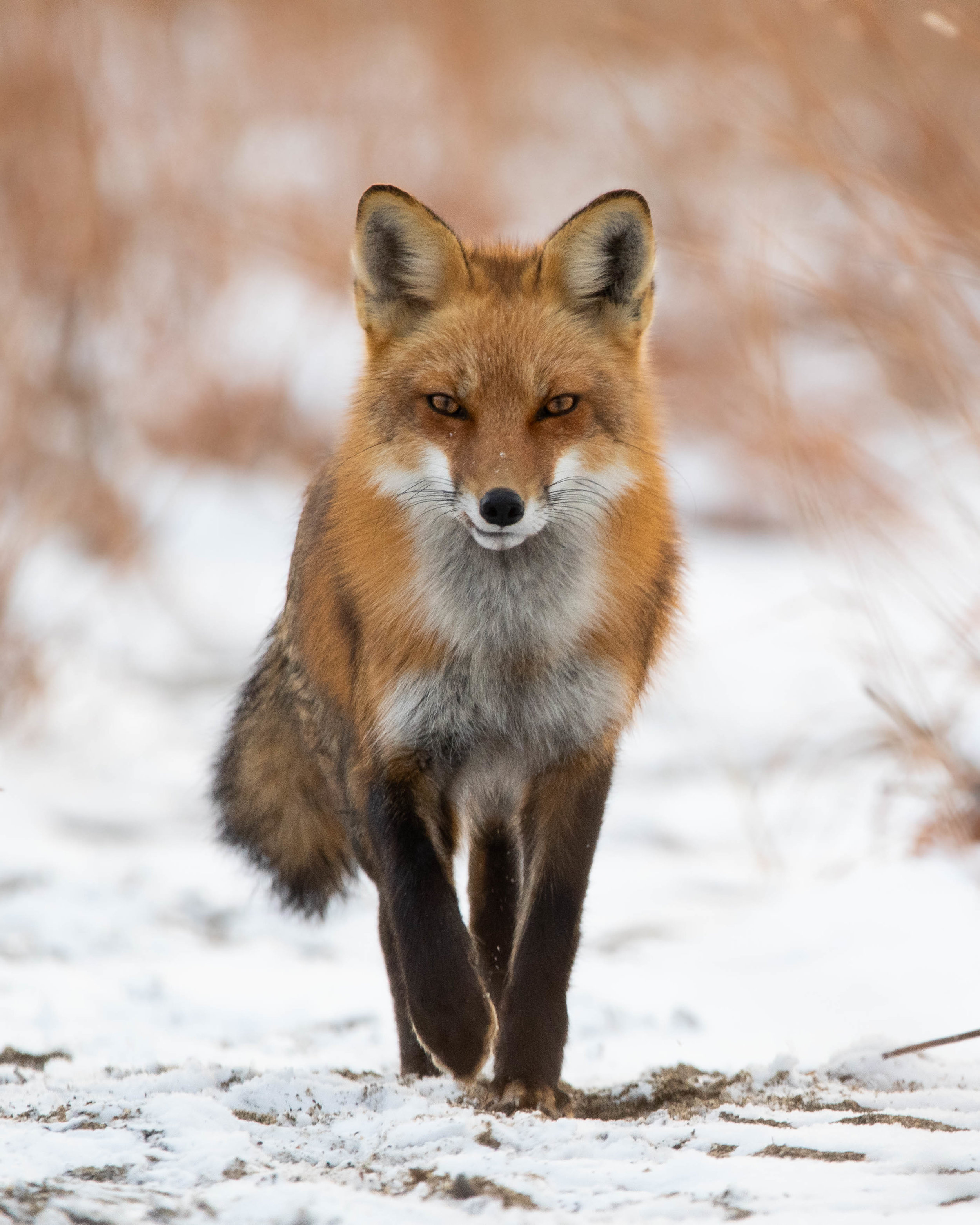 Red Fox