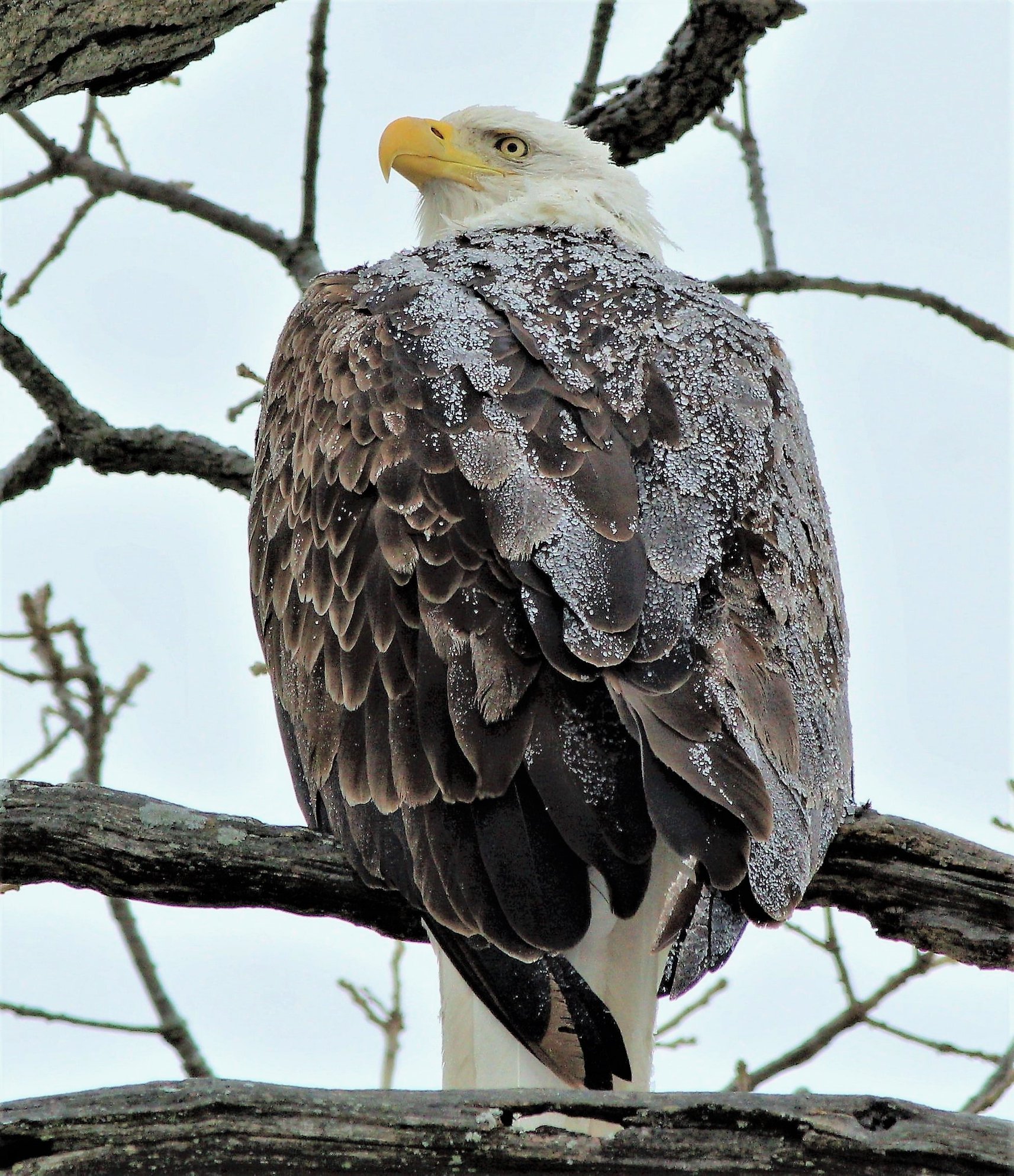 Bald Eagle