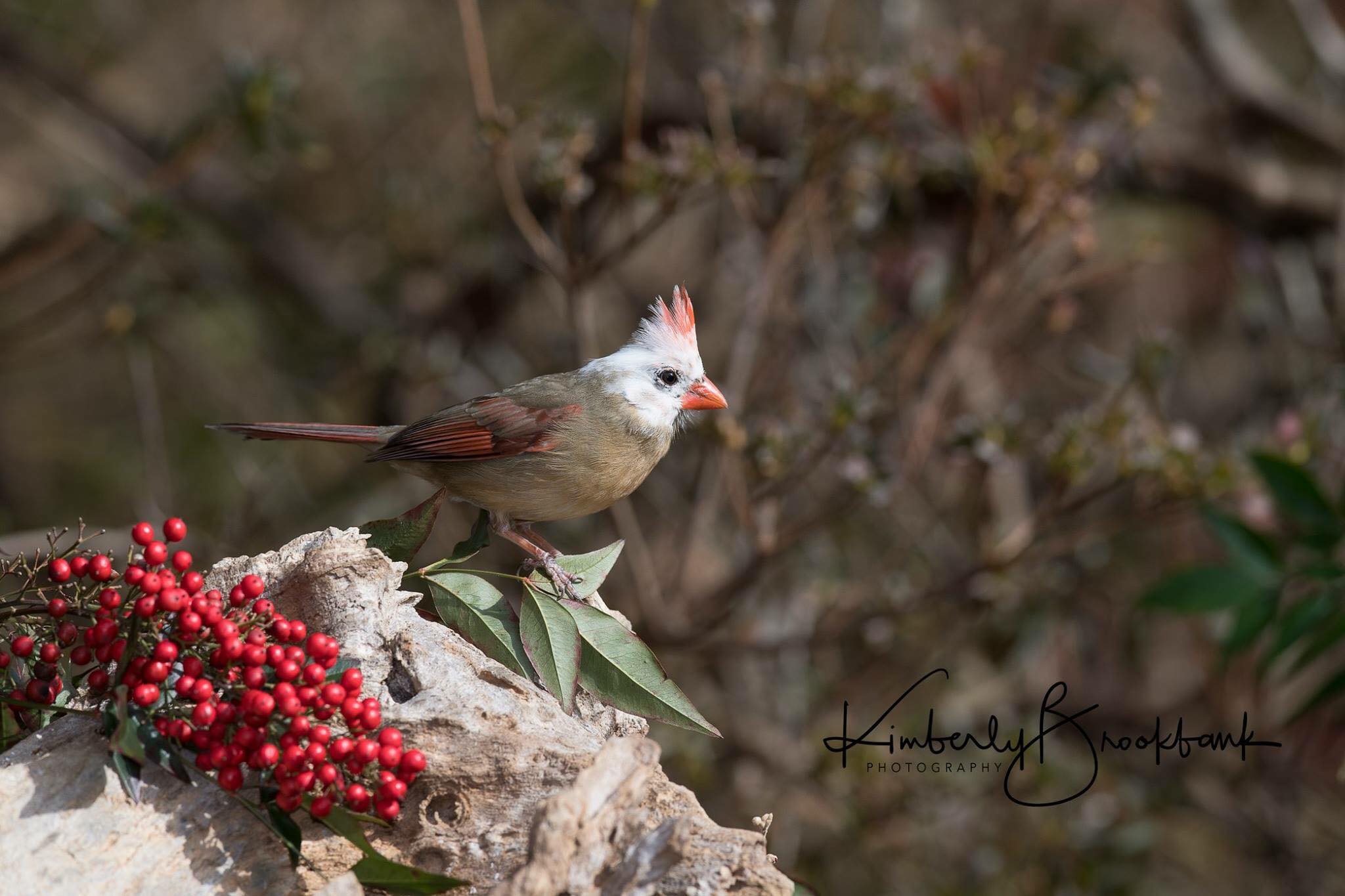 Leucistic Northern Cardinal (female)