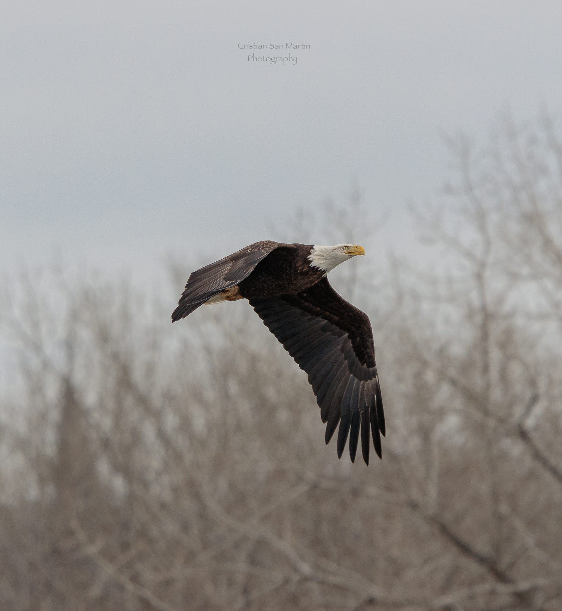 Bald Eagle