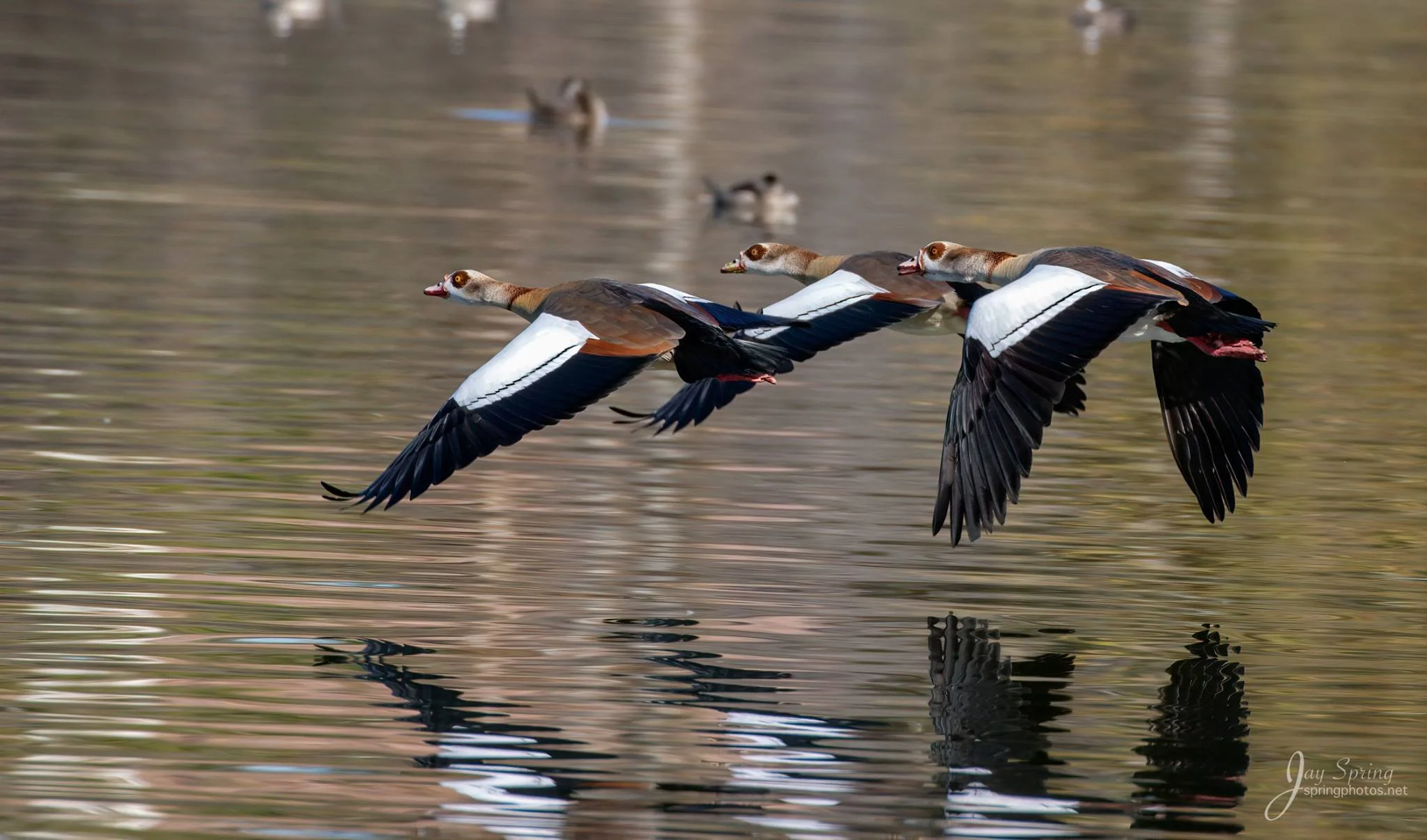 Egyptian Geese