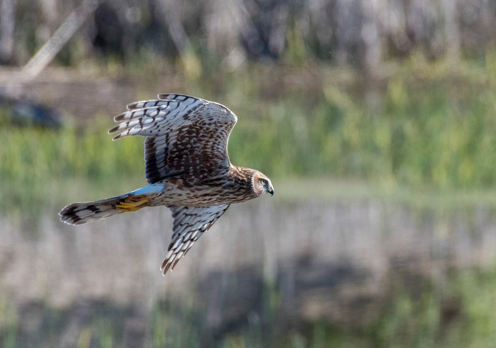 Northern Harrier