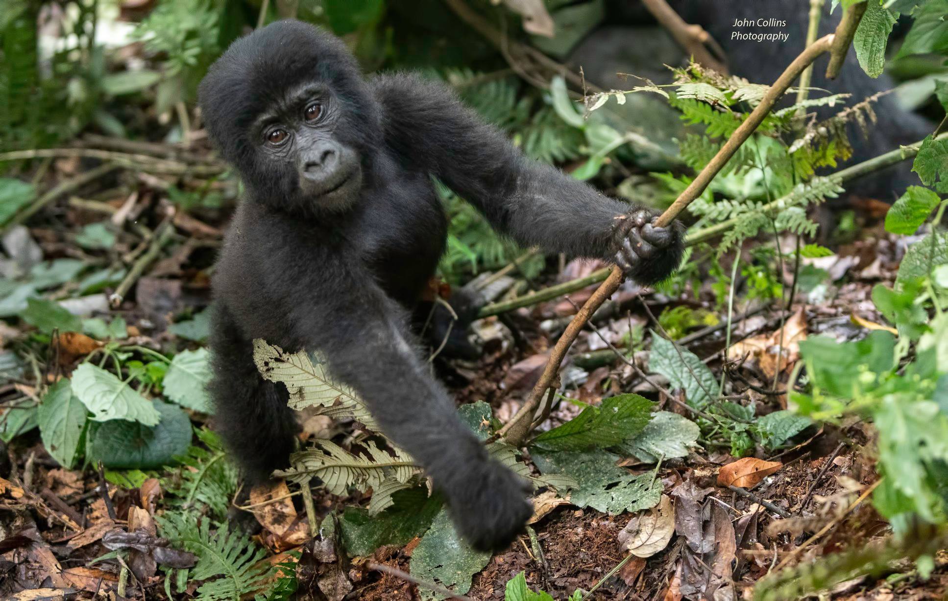 Mountain Gorilla (baby) 