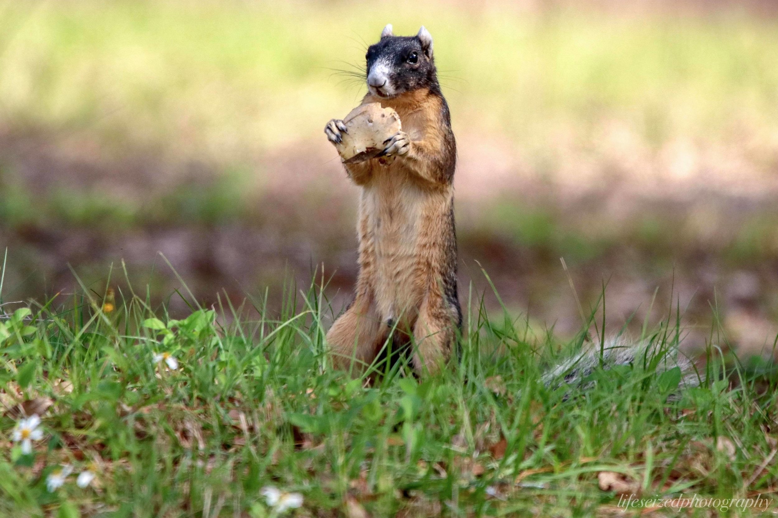 Sherman's Fox Squirrel