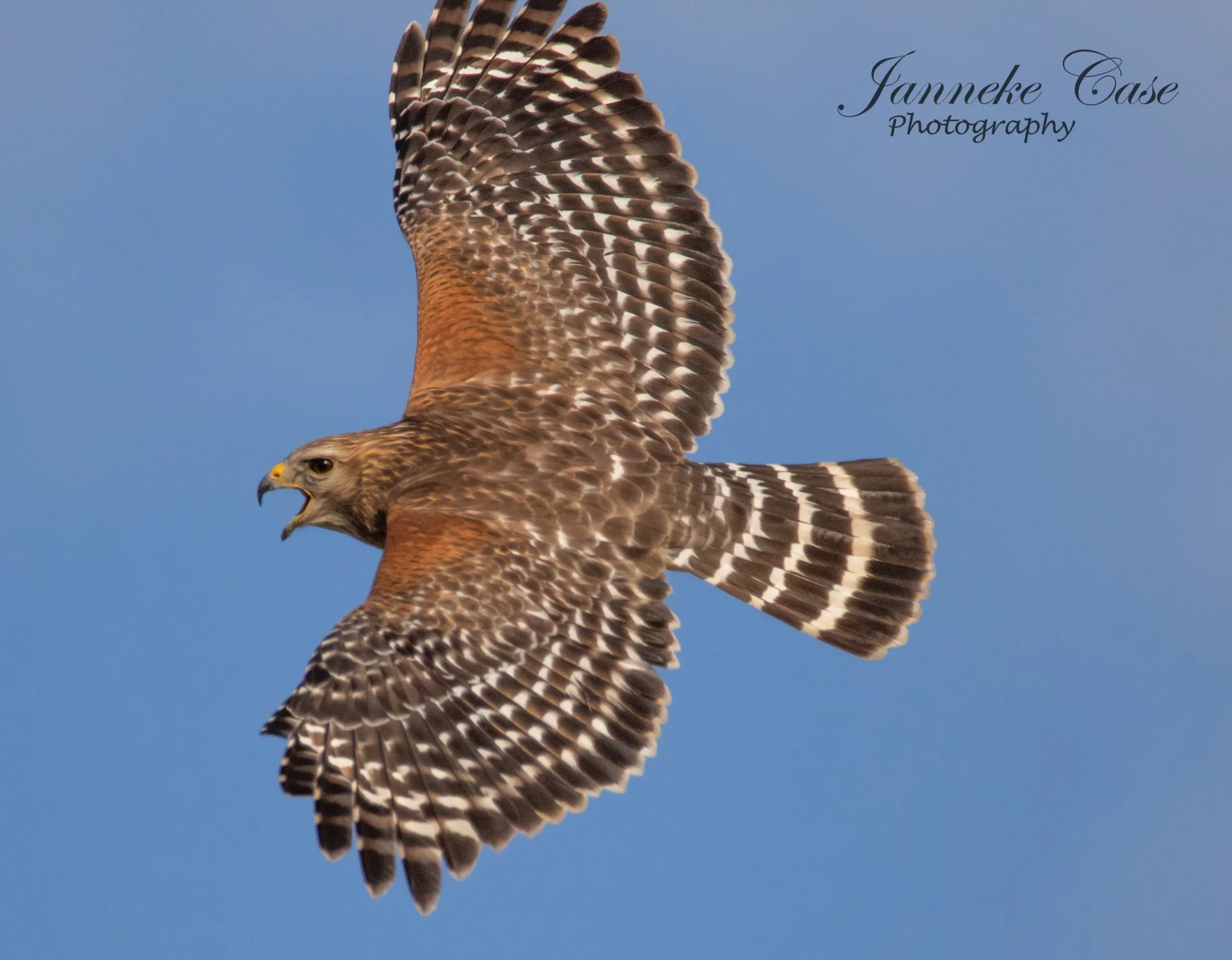 Red-shouldered Hawk
