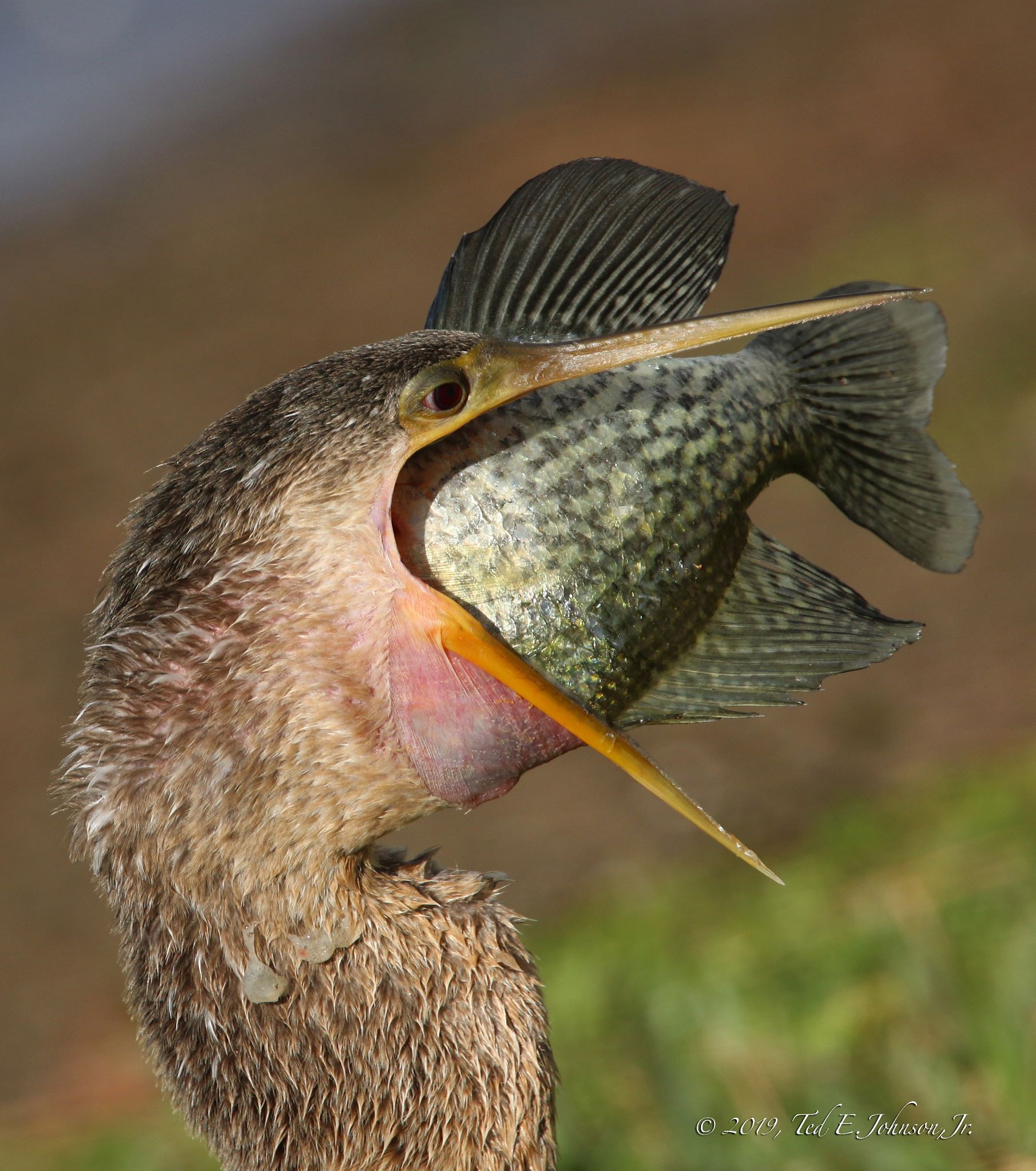 Anhinga (with speckled perch)