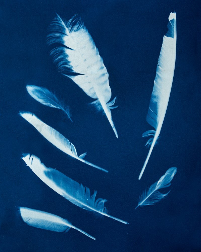 Jenn Cyanotype Feathers.jpg