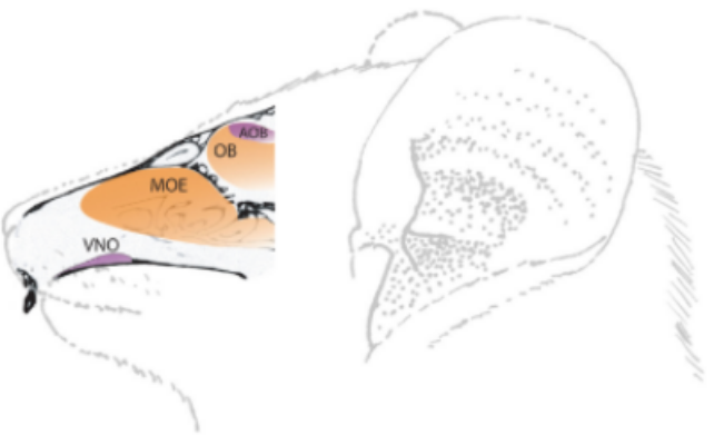 Schematic diagram of the olfactory systems of a mouse lemur. The main olfactory system is denoted by orange, and the vomeronasal system is denoted by purple. The main olfactory epithelium (MOE) is the peripheral sensory organ of the main olfactory s…