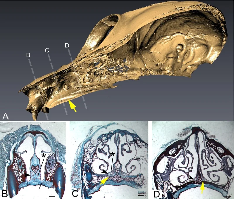 Figure adapted from Garrett et al. 2013. Anatomical Record. A shows a 3-D rendered skull of a loris with the yellow arrow pointing to the vomeronasal groove. B, C, and D are serial levels of the soft tissue vomeronasal organ, also from a loris. The …
