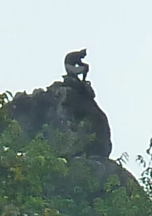  Delacour's langur in Van Long Nature Reserve, Vietnam 