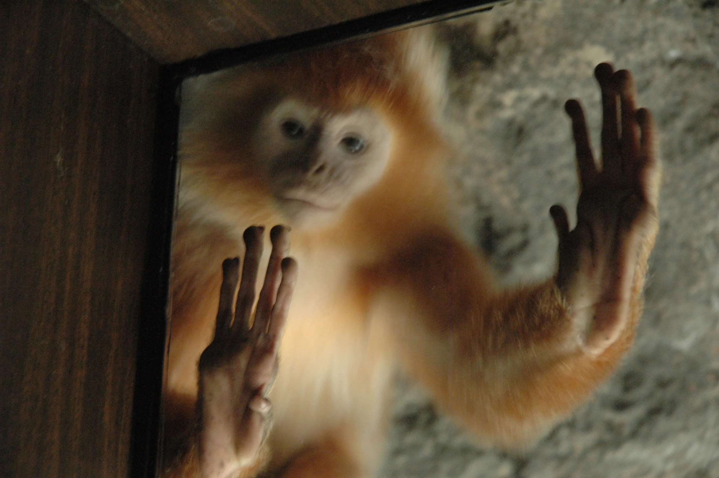  Langur at the Bronx Zoo, New York City. 
