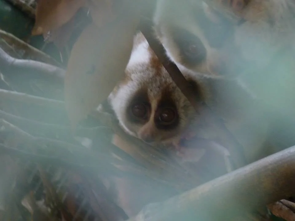  Slow lorises at the Cuc Phuong Endangered Primate Rescue Center, Vietnam. 