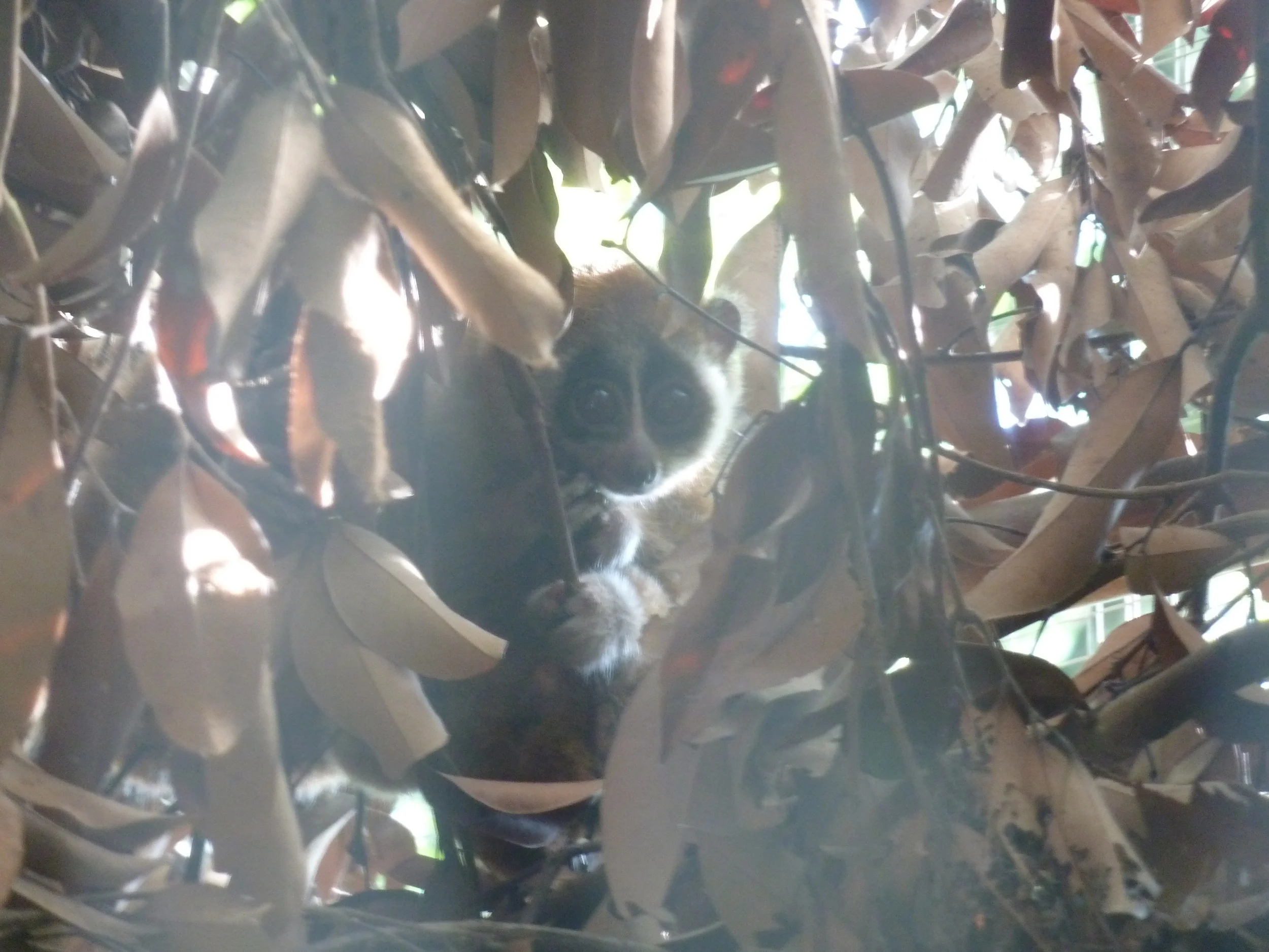  Slow loris at the Cuc Phuong Endangered Primate Rescue Center, Vietnam. 