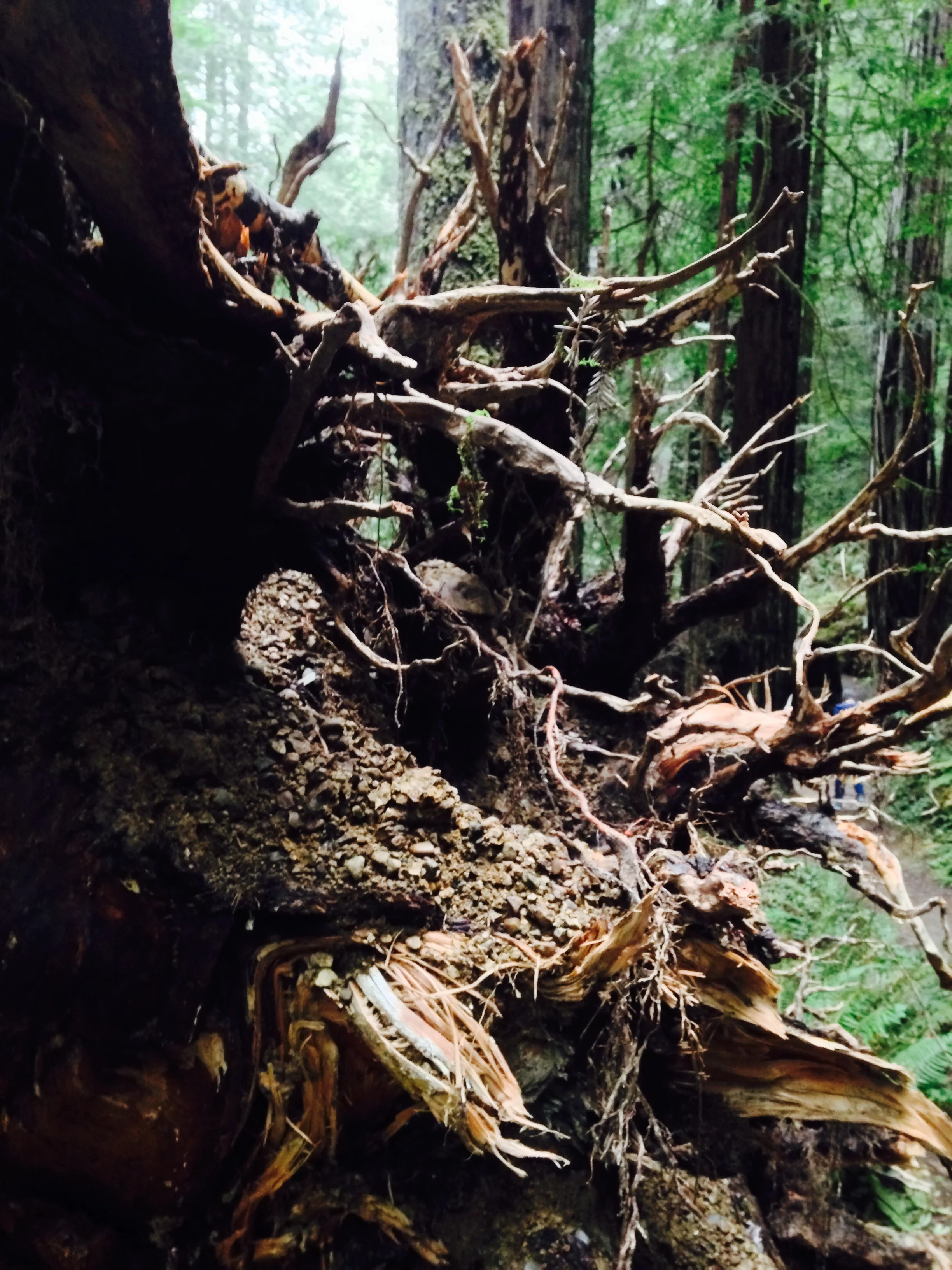Russian Gulch State Park, Mendocino, Ca. March 15, 2017. 