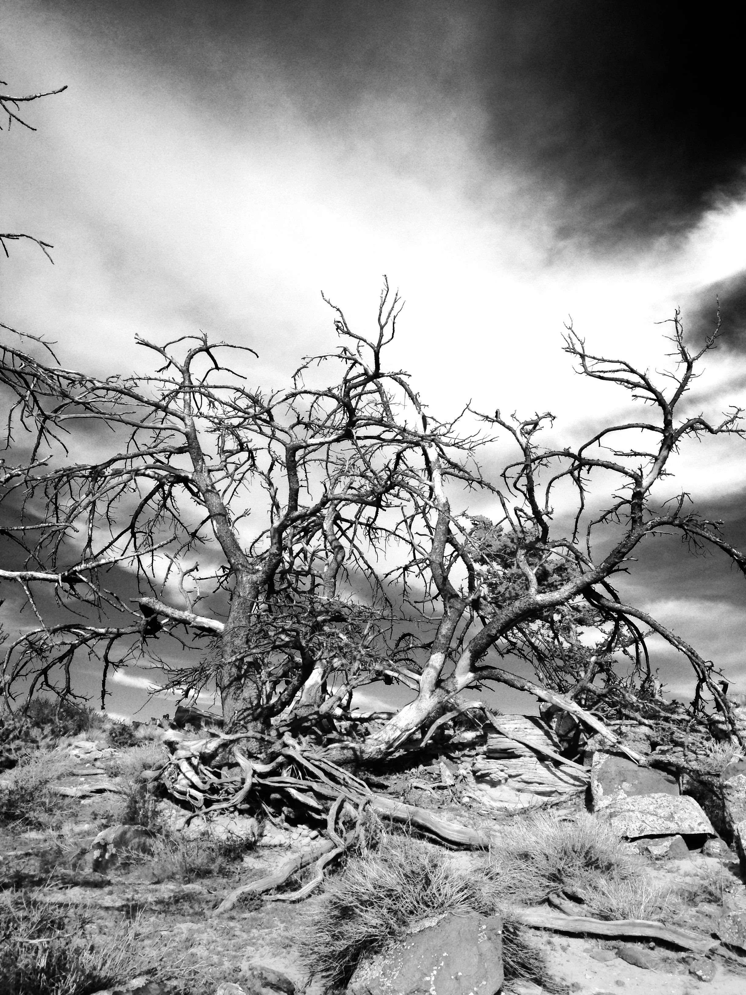 Tree struck by lightening, near China Wall, Wapiti, Wyoming, April, 16, 2017.