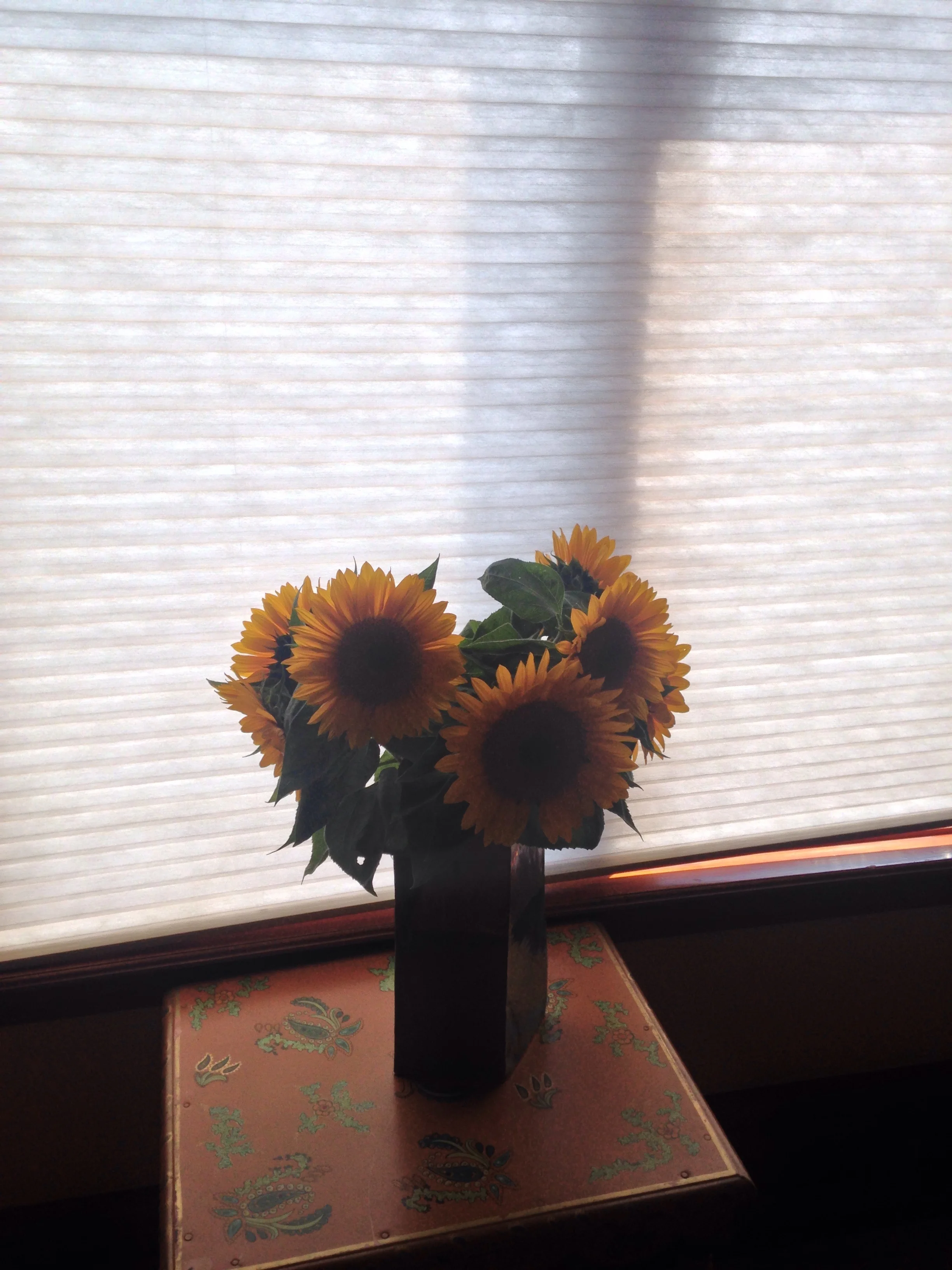 Sunflowers, housewarming gift of Sam and Mary Lou Haskins, San Francisco, September 7, 2017.