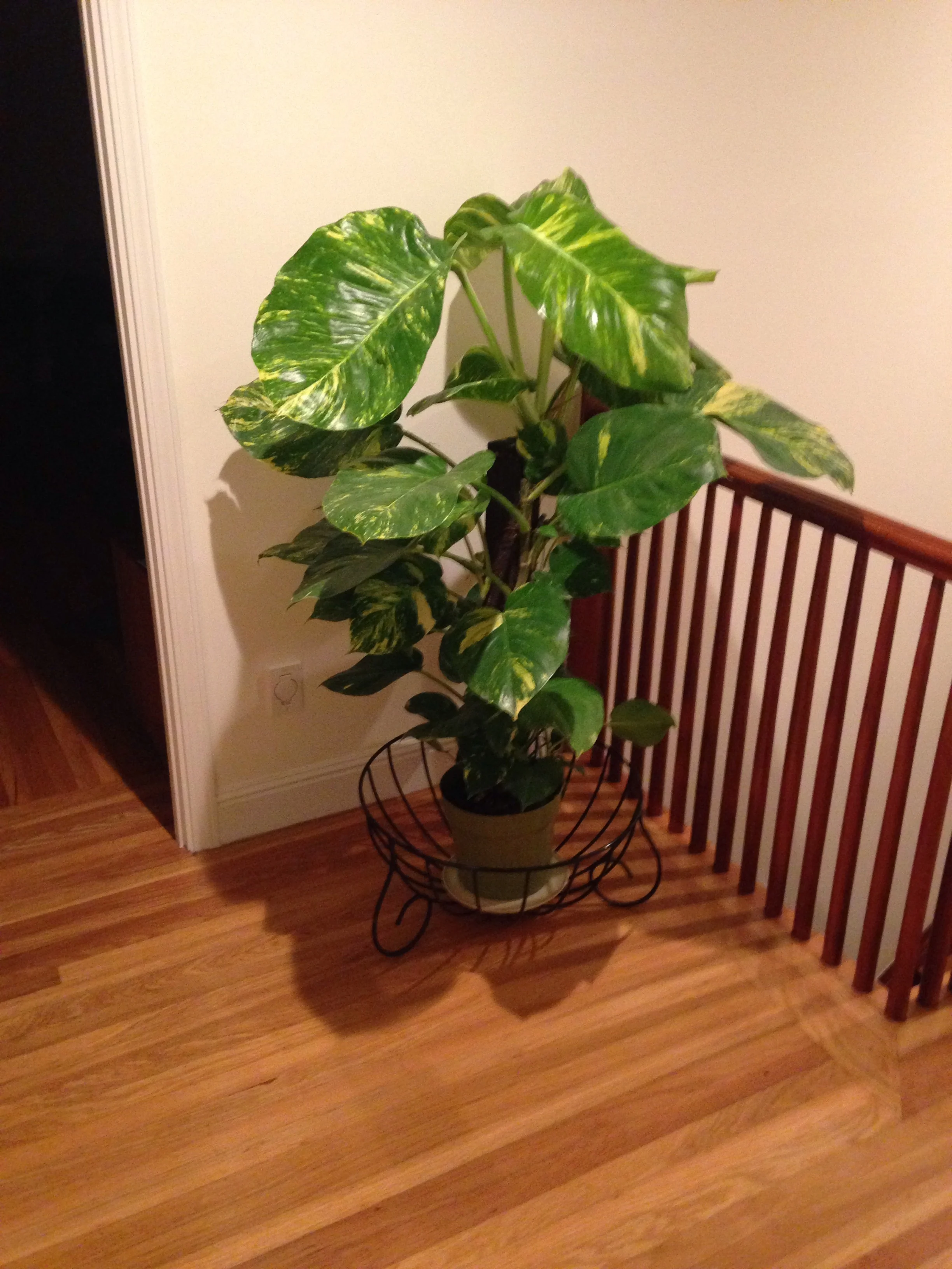 Hallway in the author's home and the mysterious new houseplant there, discovered shortly after reading the Brazilian writer Clarice Lispector, San Francisco, September 14, 2017. 