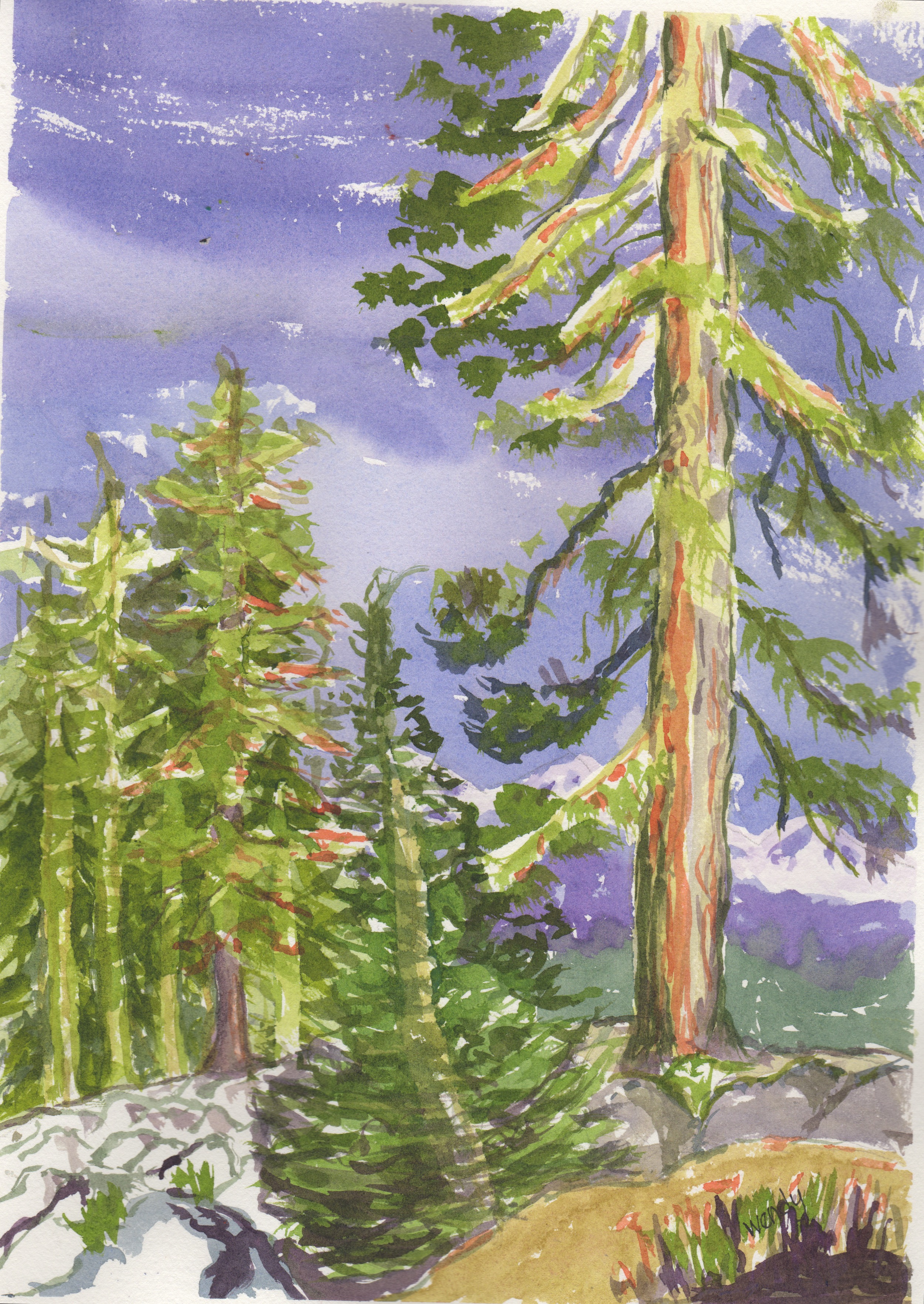 Sierra Pine