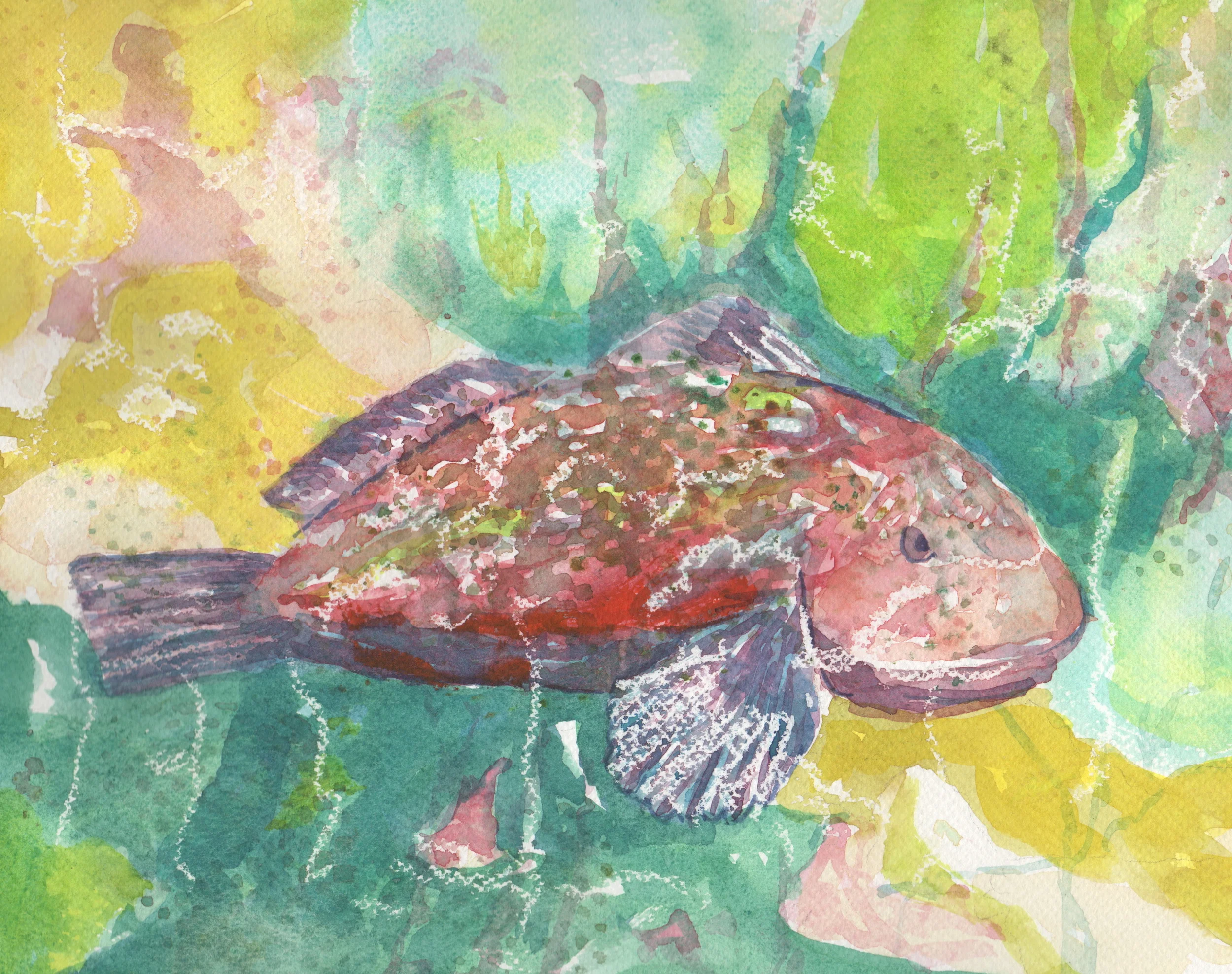 Rock Cod in Tropical Colors