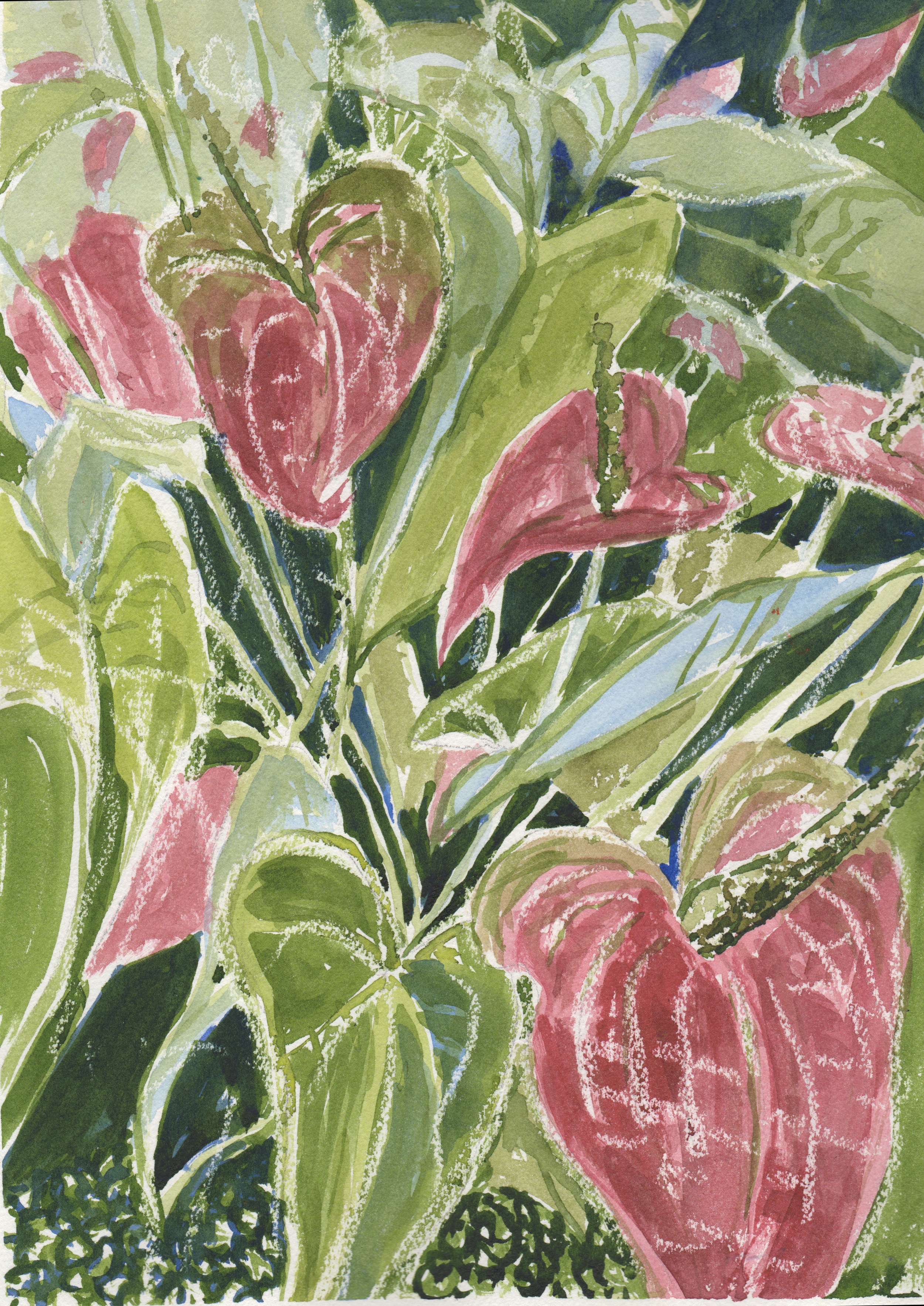 The Boy Plant