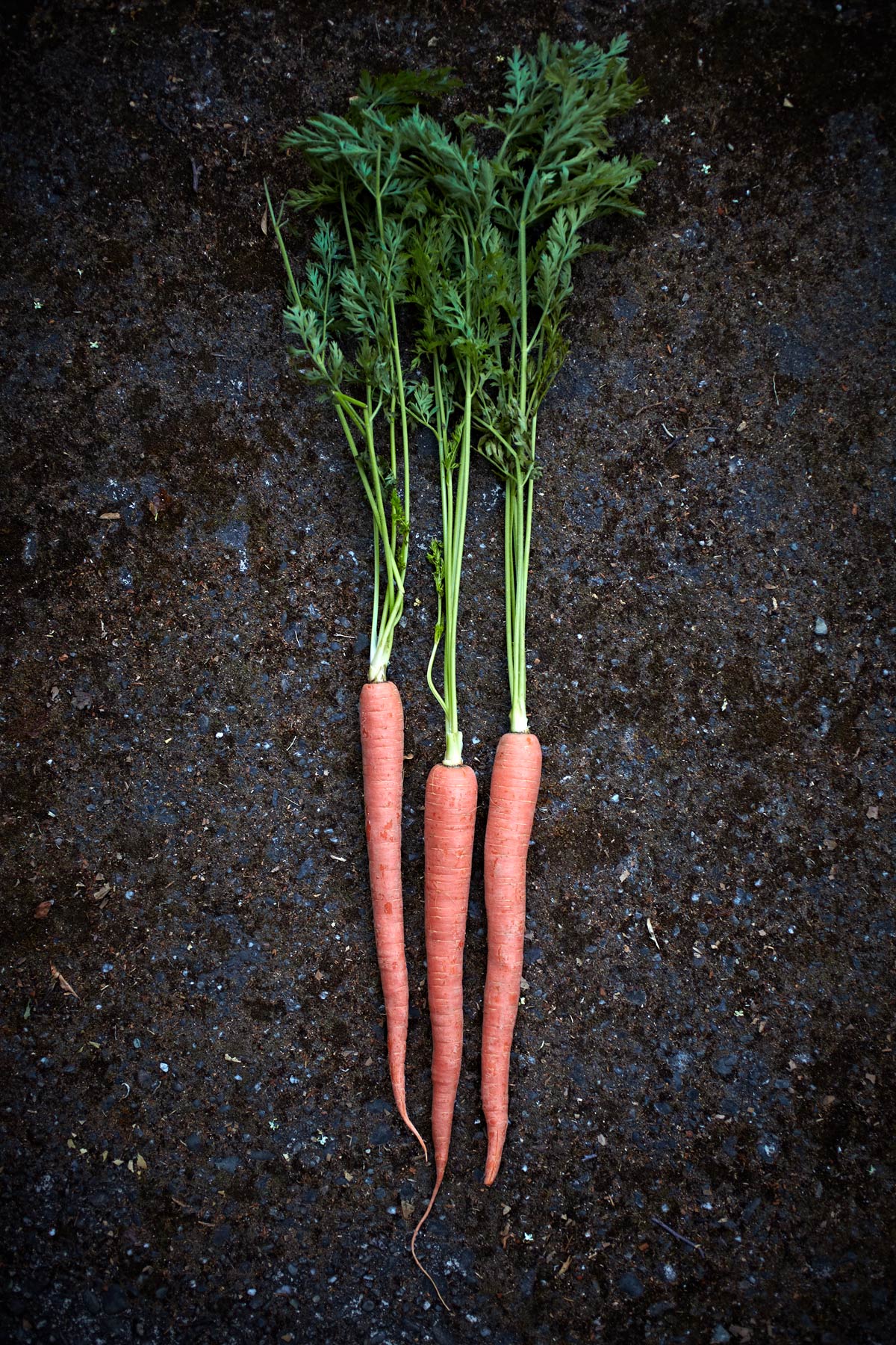 Garden_Carrots_Fresh.jpg