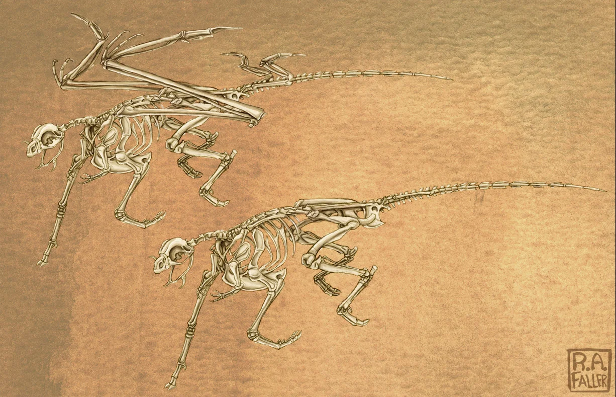 Dirgantara skeleton lr.jpg