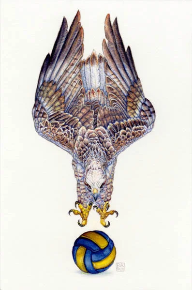 Rough-Legged Hawk