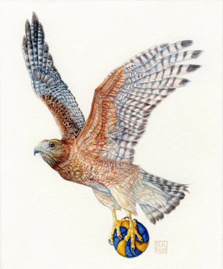 Red-Shouldered Hawk